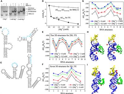 Theory Meets Experiment: Metal Ion Effects in HCV Genomic RNA Kissing Complex Formation